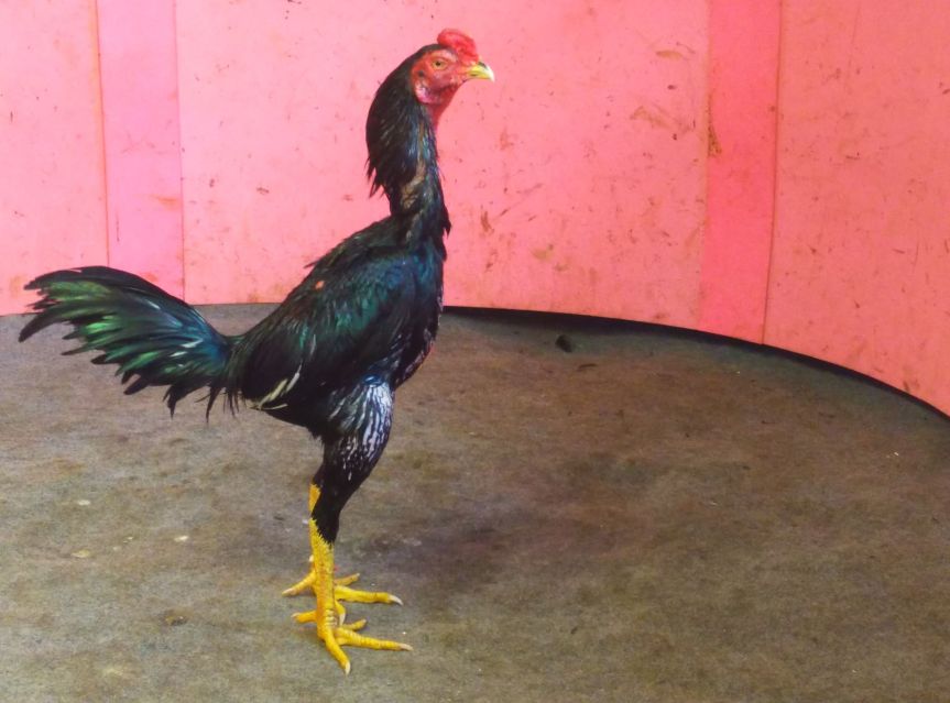 Jual Ayam Bangkok 2020: Super Pukul Saraf K.O Mati